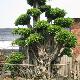 漳州百花村天气